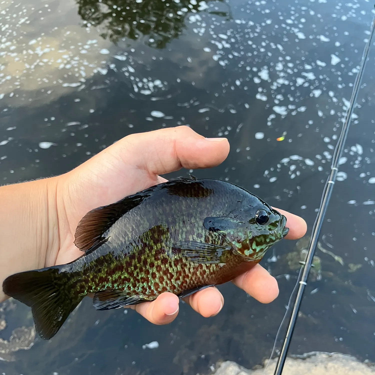 Pumpkingill hybrid caught on Fishbrain