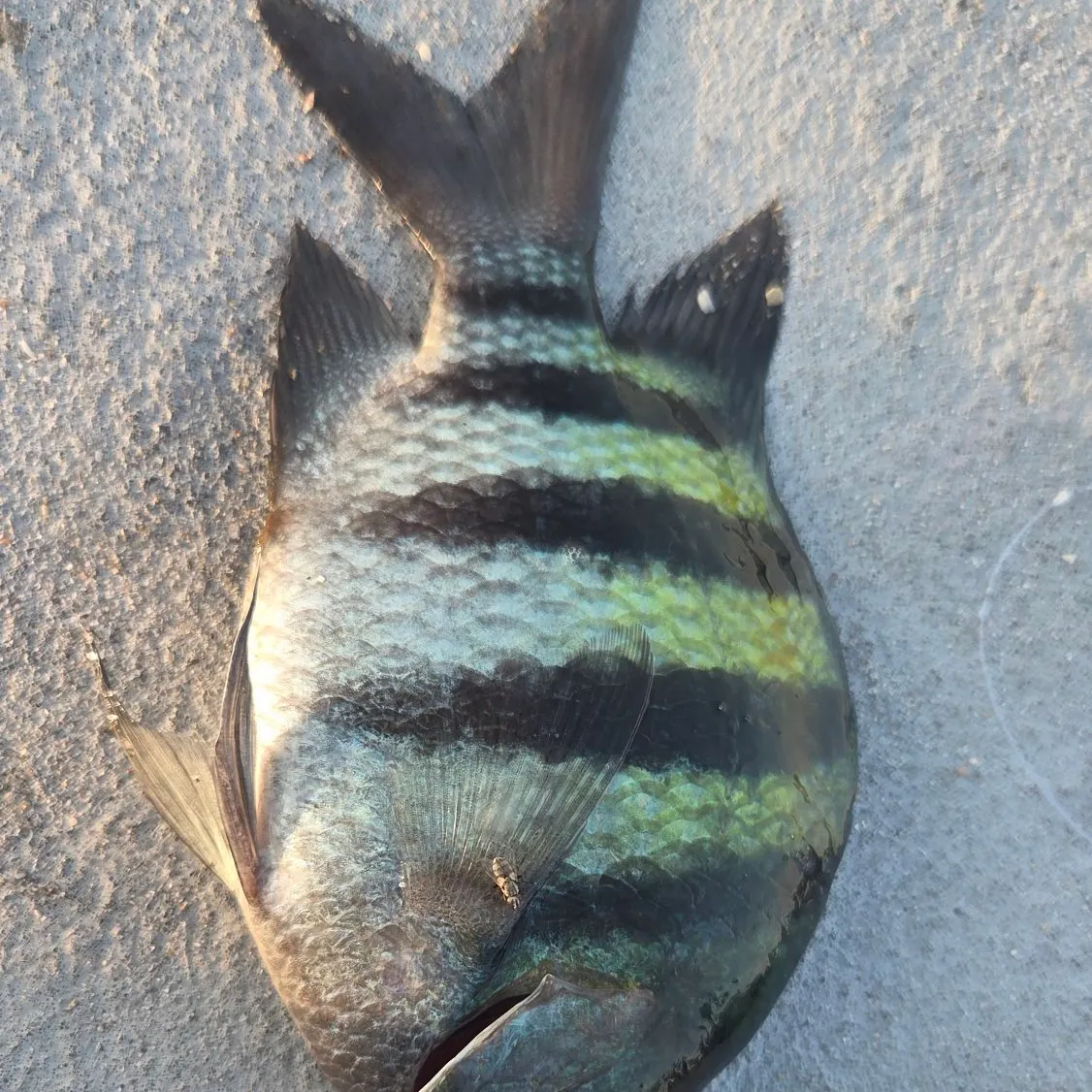 The most recent Sergeant-major catches on Fishbrain