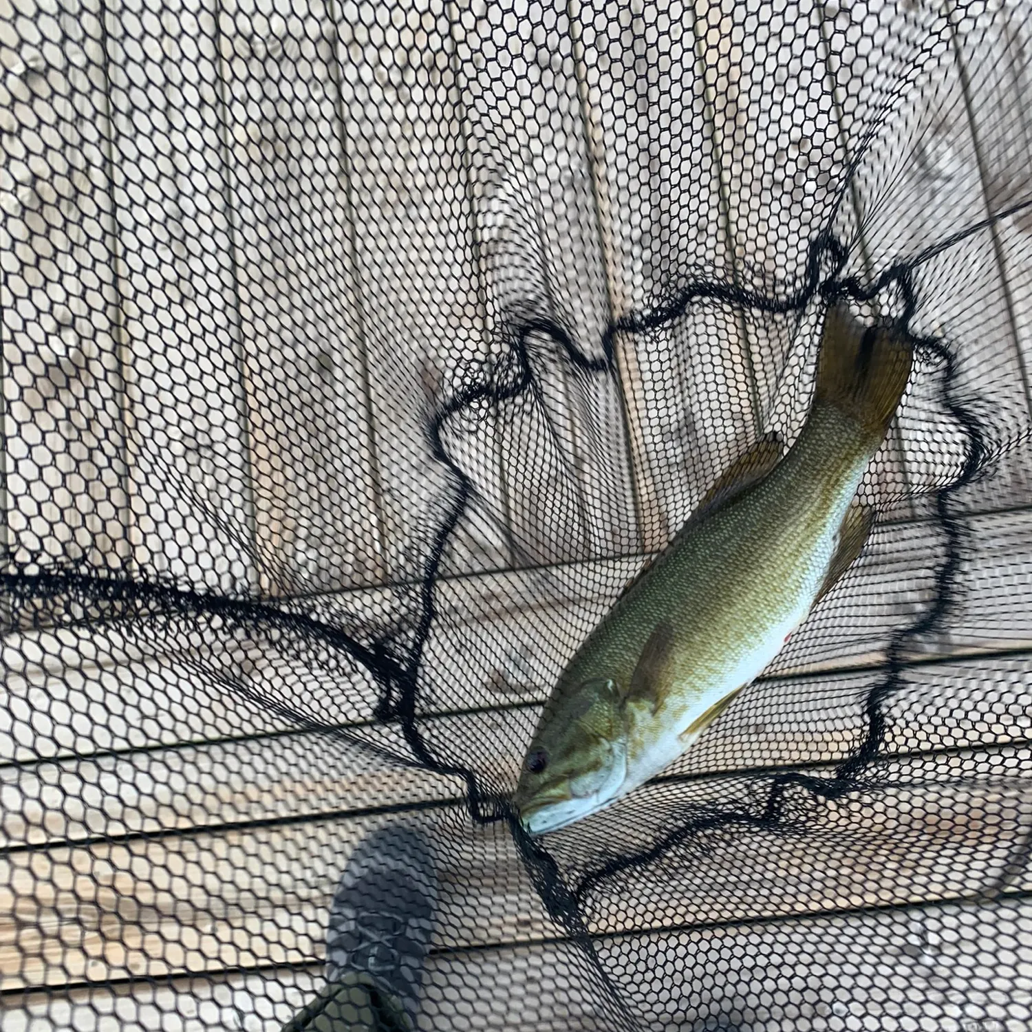 Smallmouth bass caught on Fishbrain