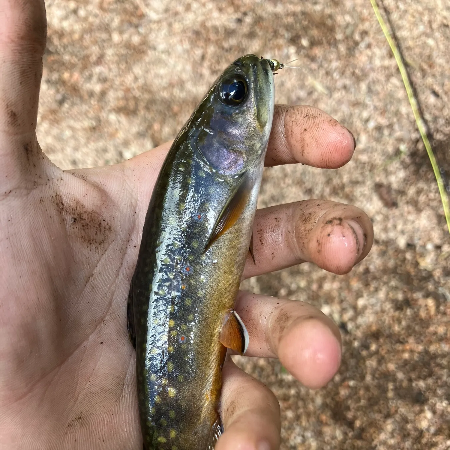 Brook trout caught on Fishbrain