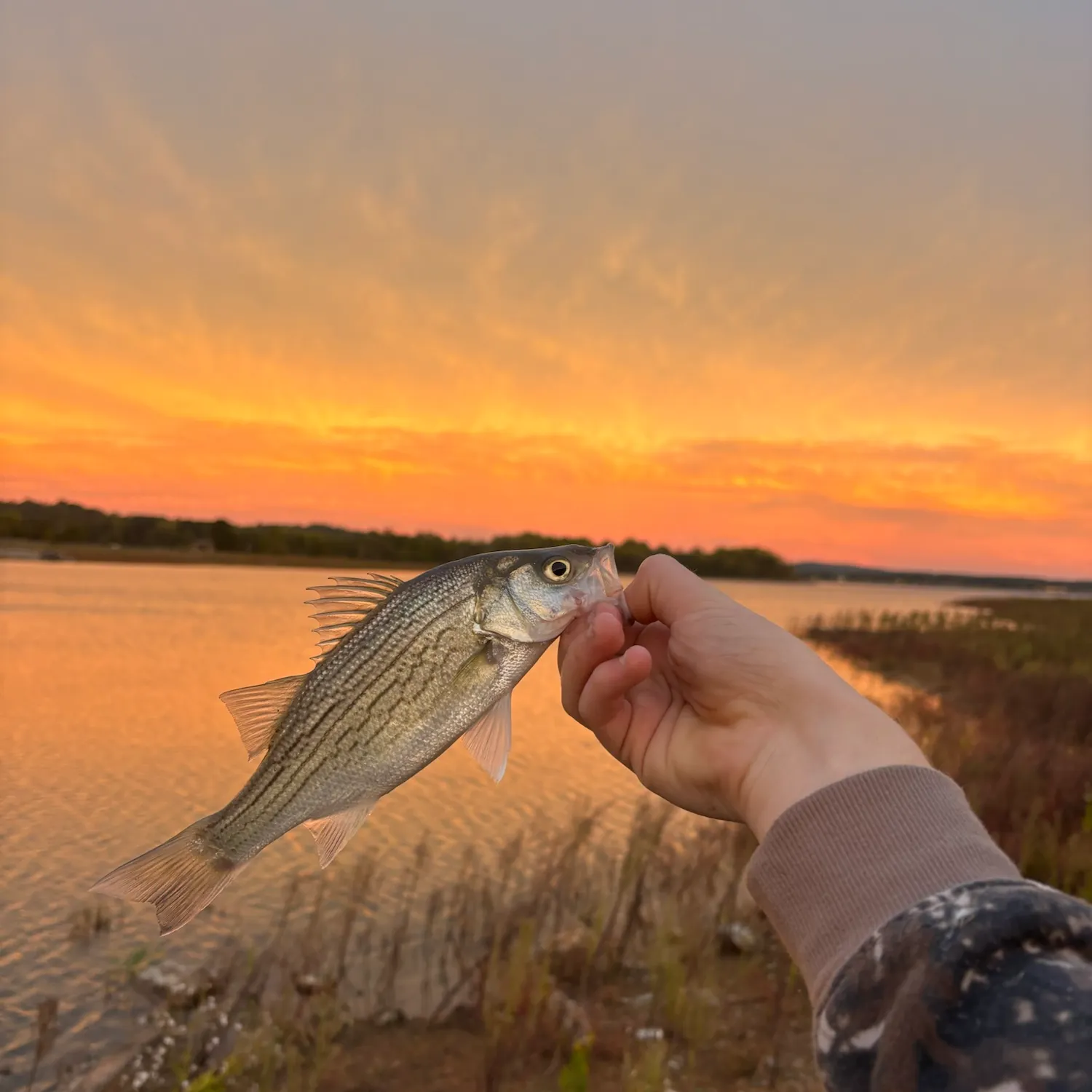 Wiper caught on Fishbrain