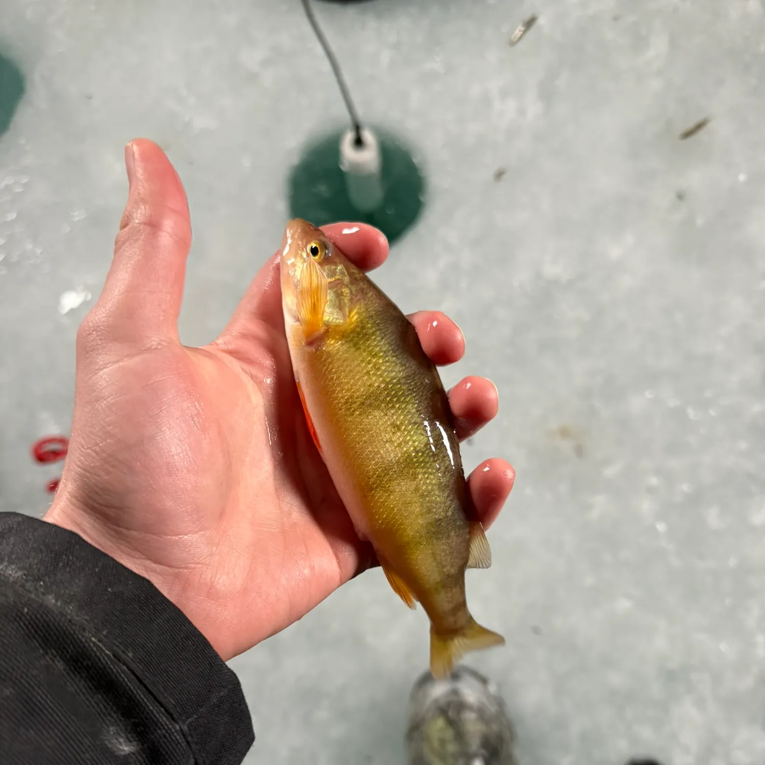 The most recent Yellow perch catches on Fishbrain