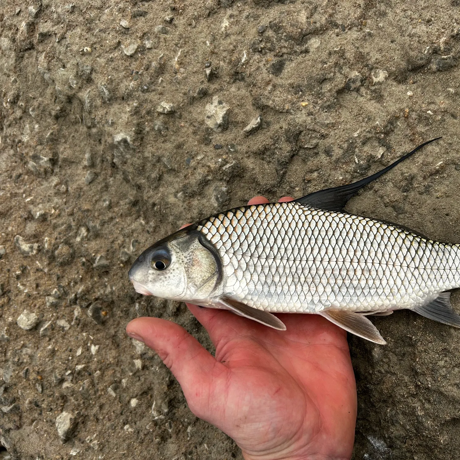 The most recent Highfin carpsucker catches on Fishbrain