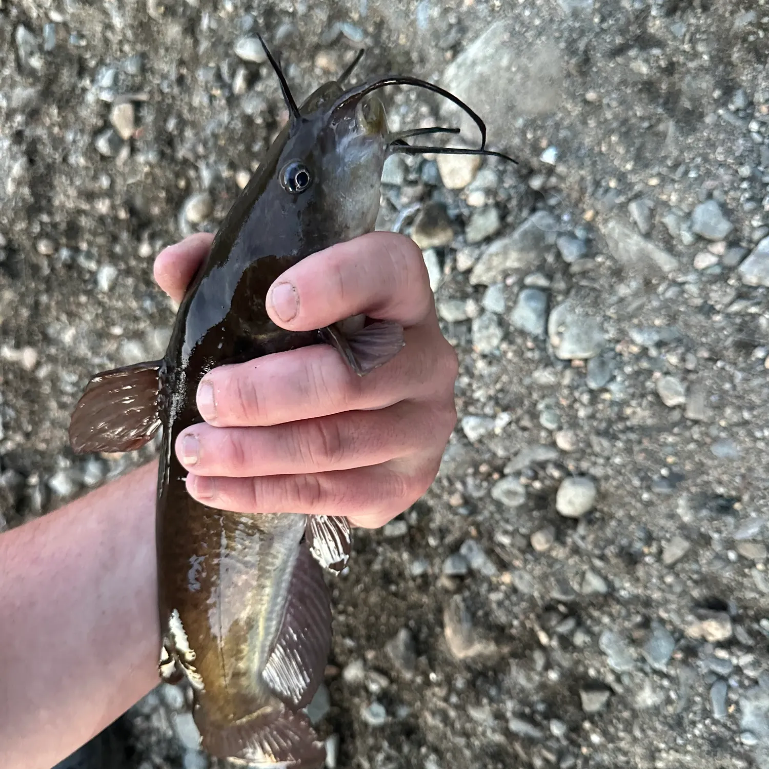 Black bullhead caught on Fishbrain