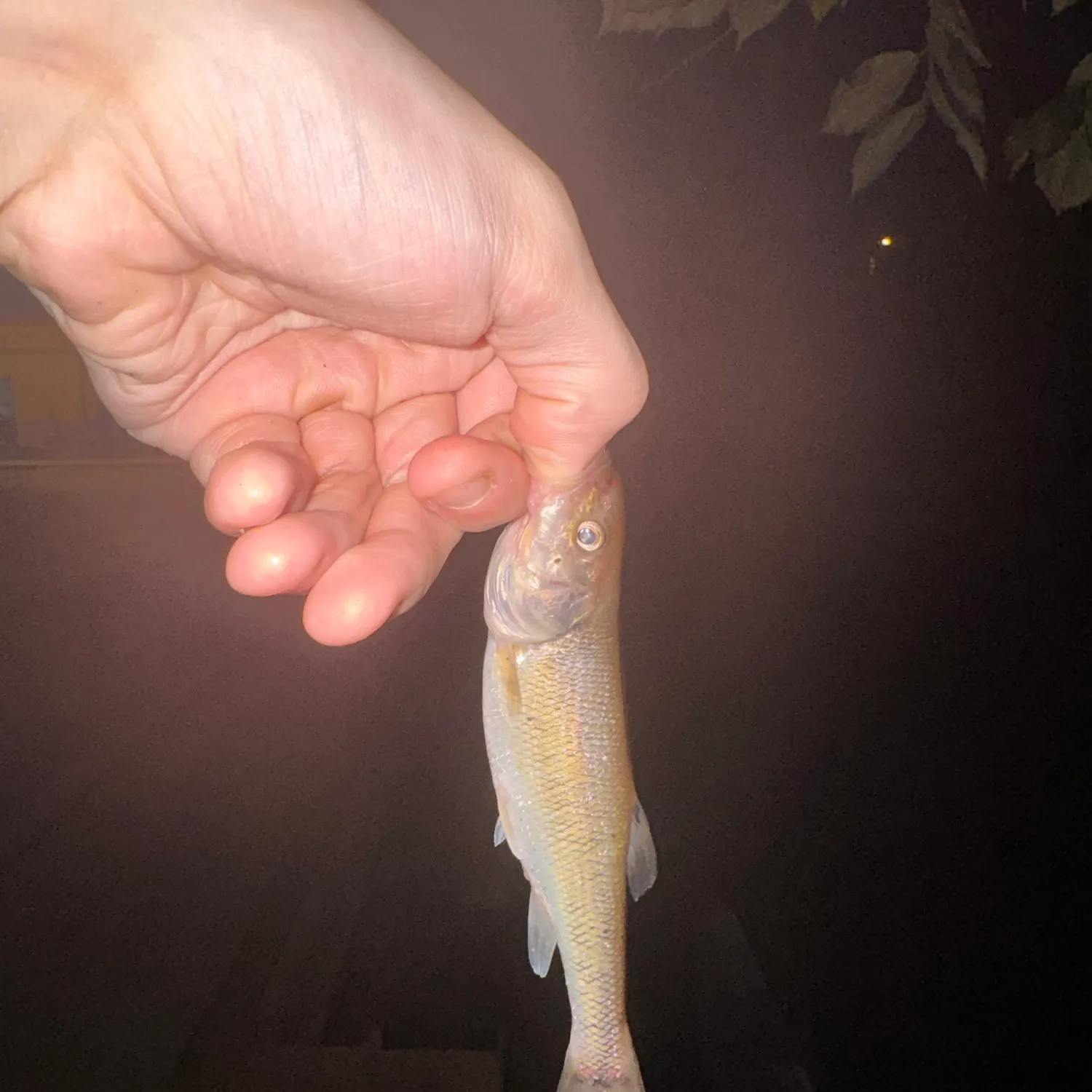 Creek chub caught on Fishbrain