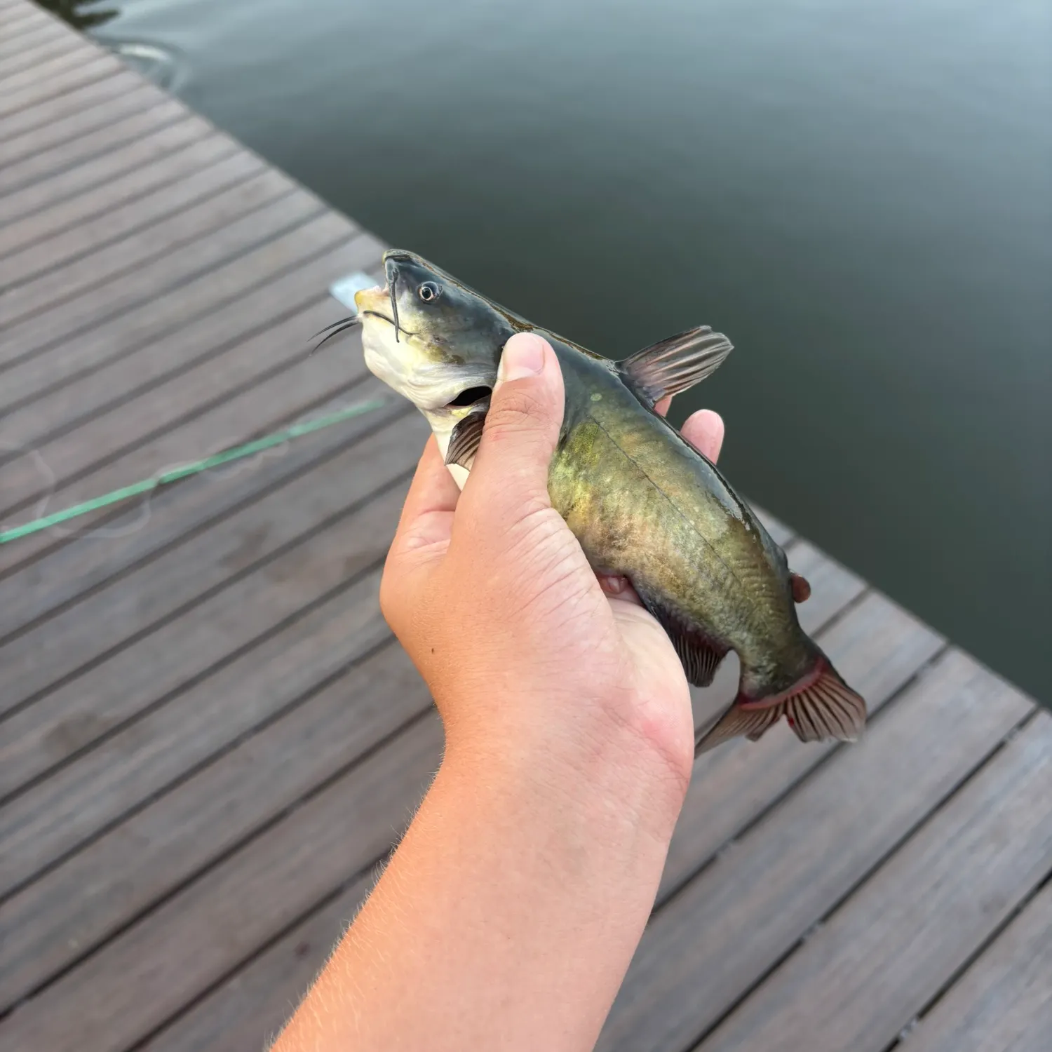 Yellow bullhead caught on Fishbrain
