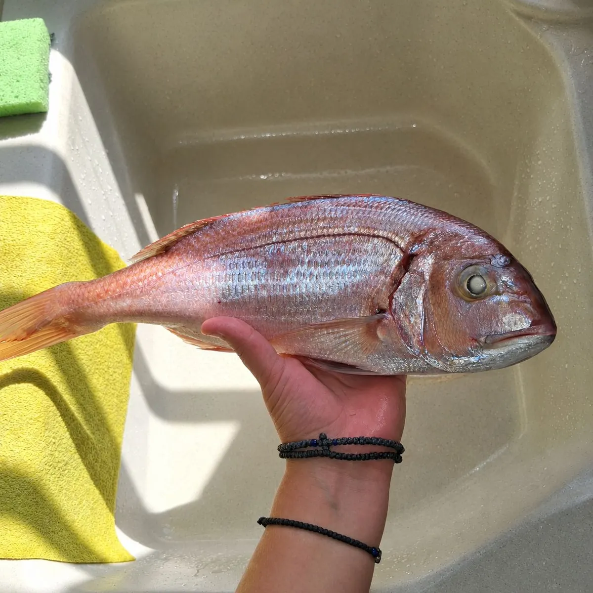 The most recent Pink dentex catches on Fishbrain