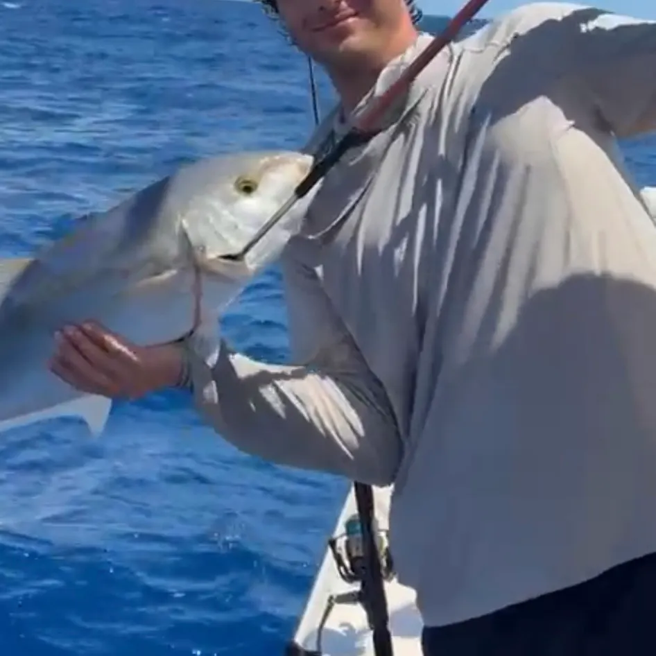 The most recent Yellow jack catches on Fishbrain