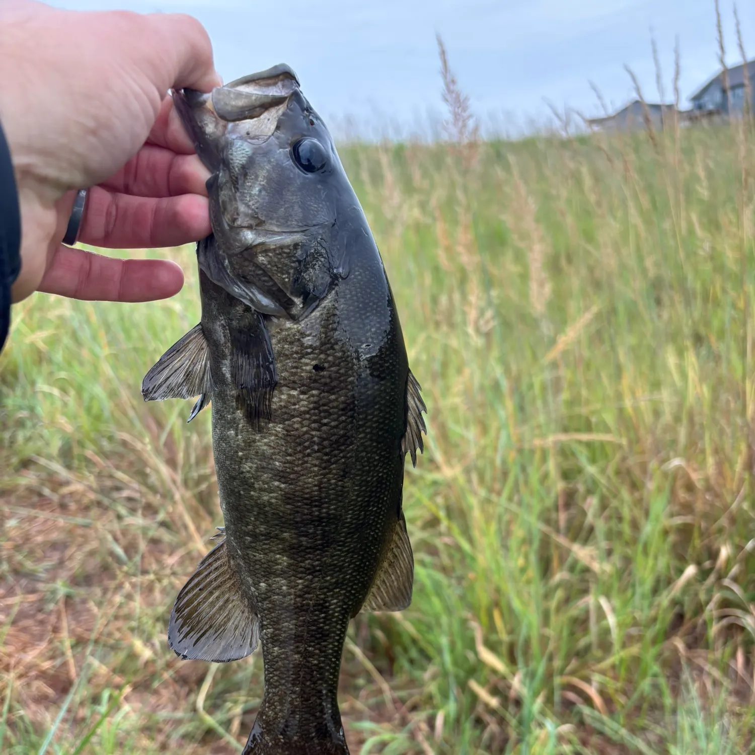 Smallmouth bass caught on Fishbrain