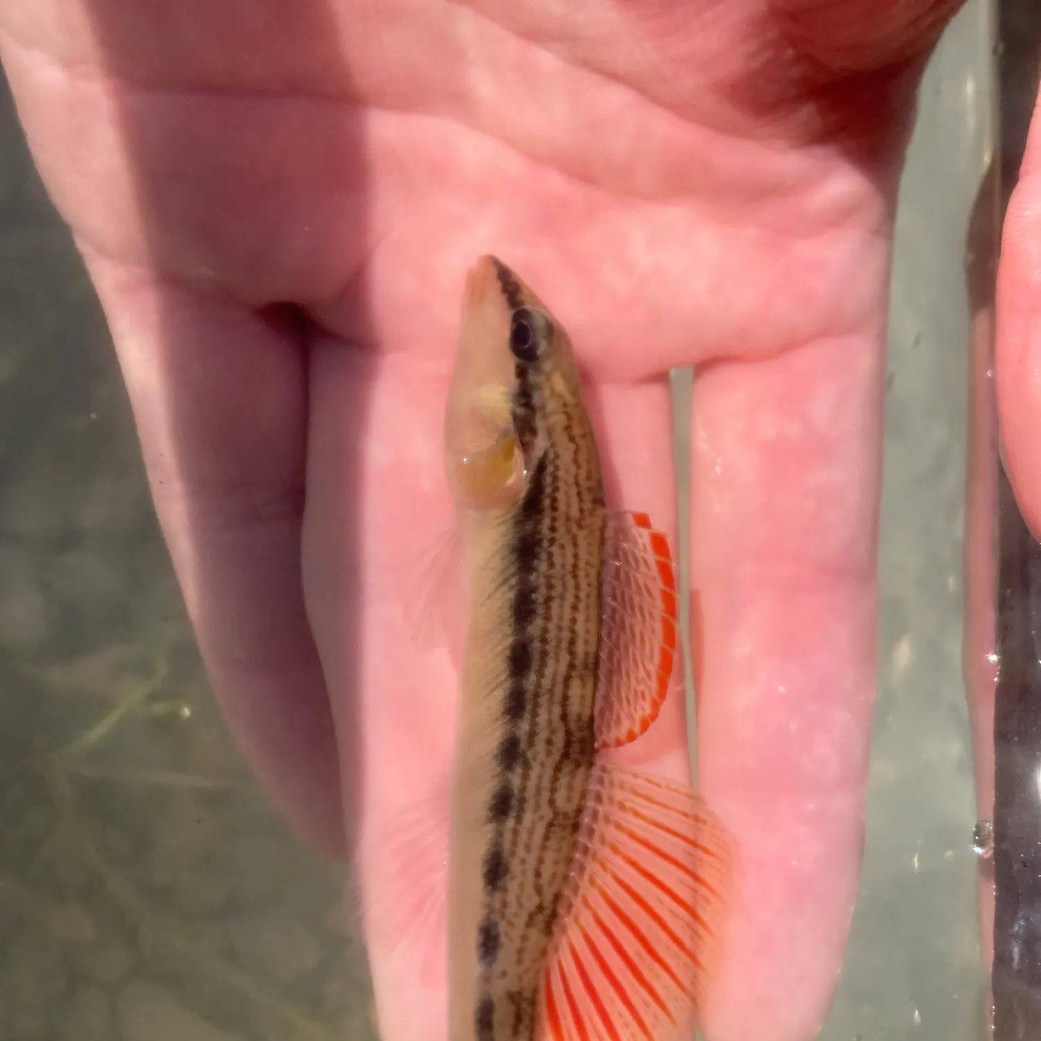 The most recent Variegate darter catches on Fishbrain
