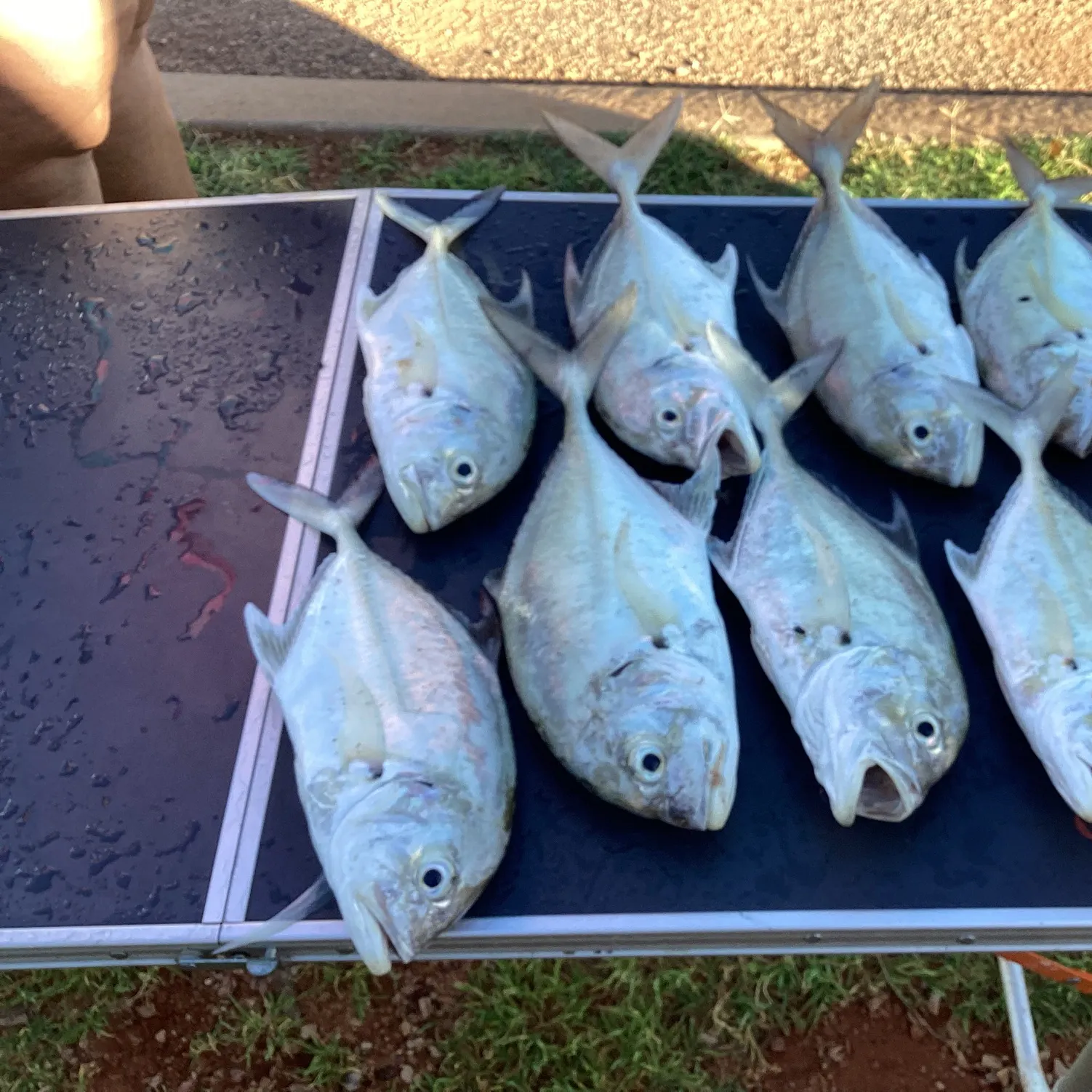 The most recent White trevally catches on Fishbrain