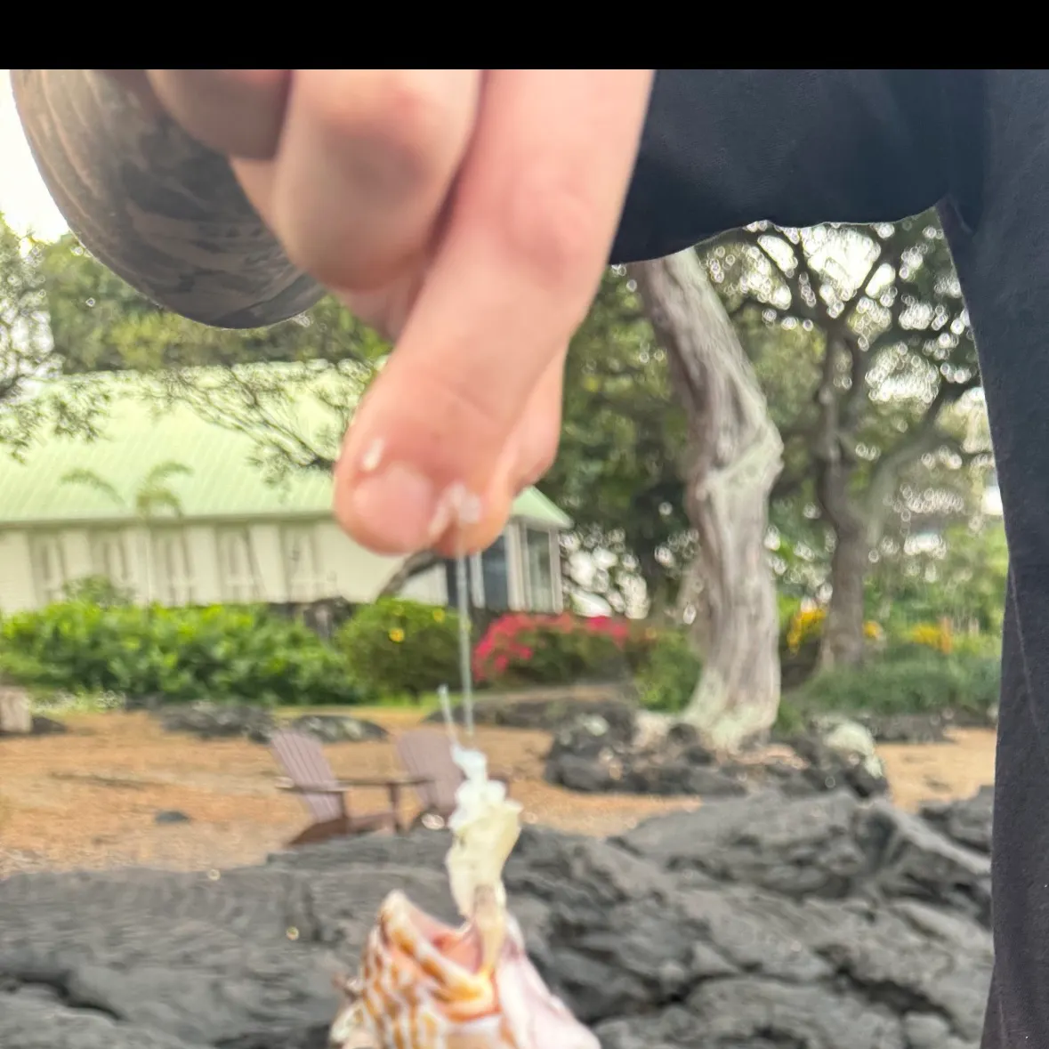 The most recent Stocky hawkfish catches on Fishbrain