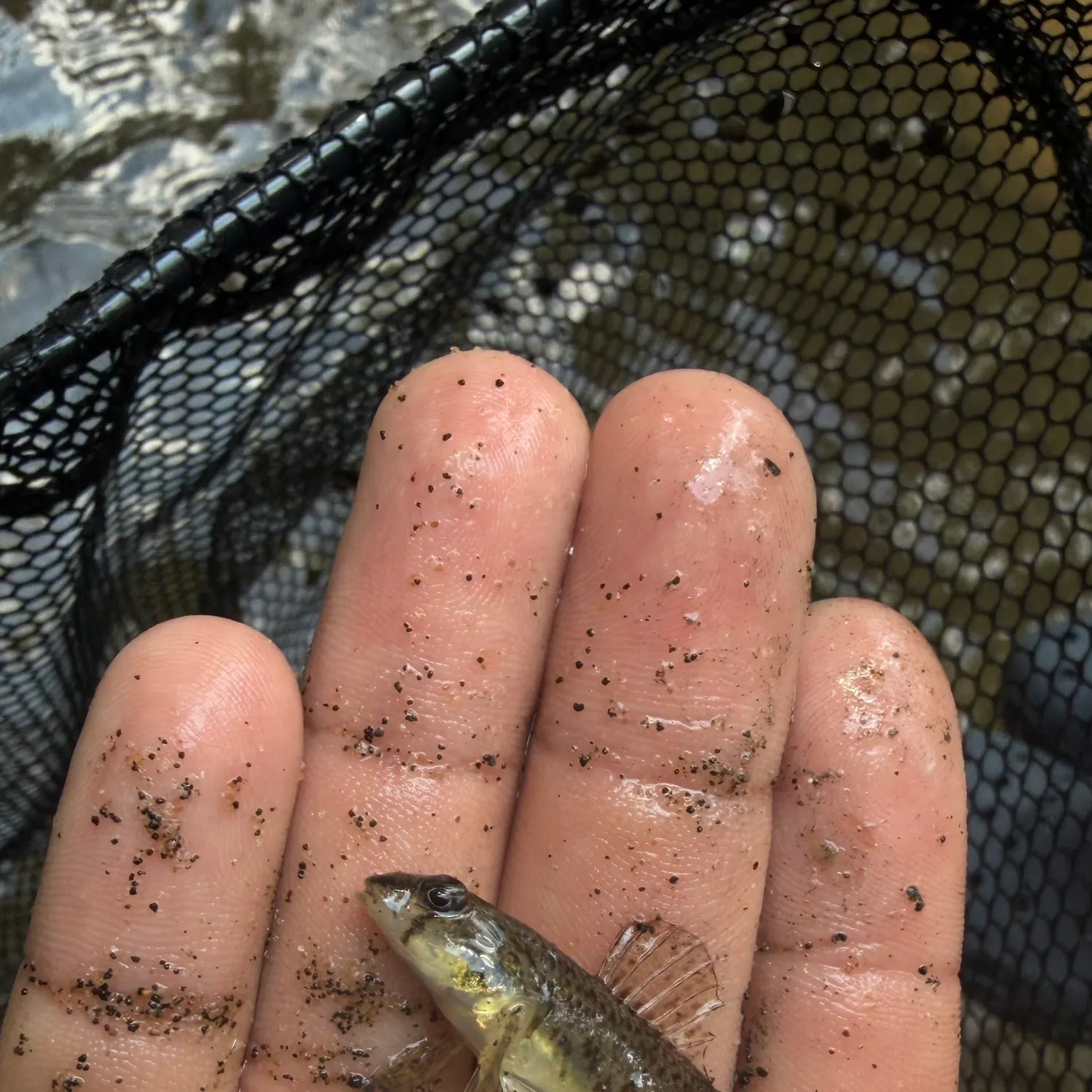 The most recent Northern tessellated darter catches on Fishbrain
