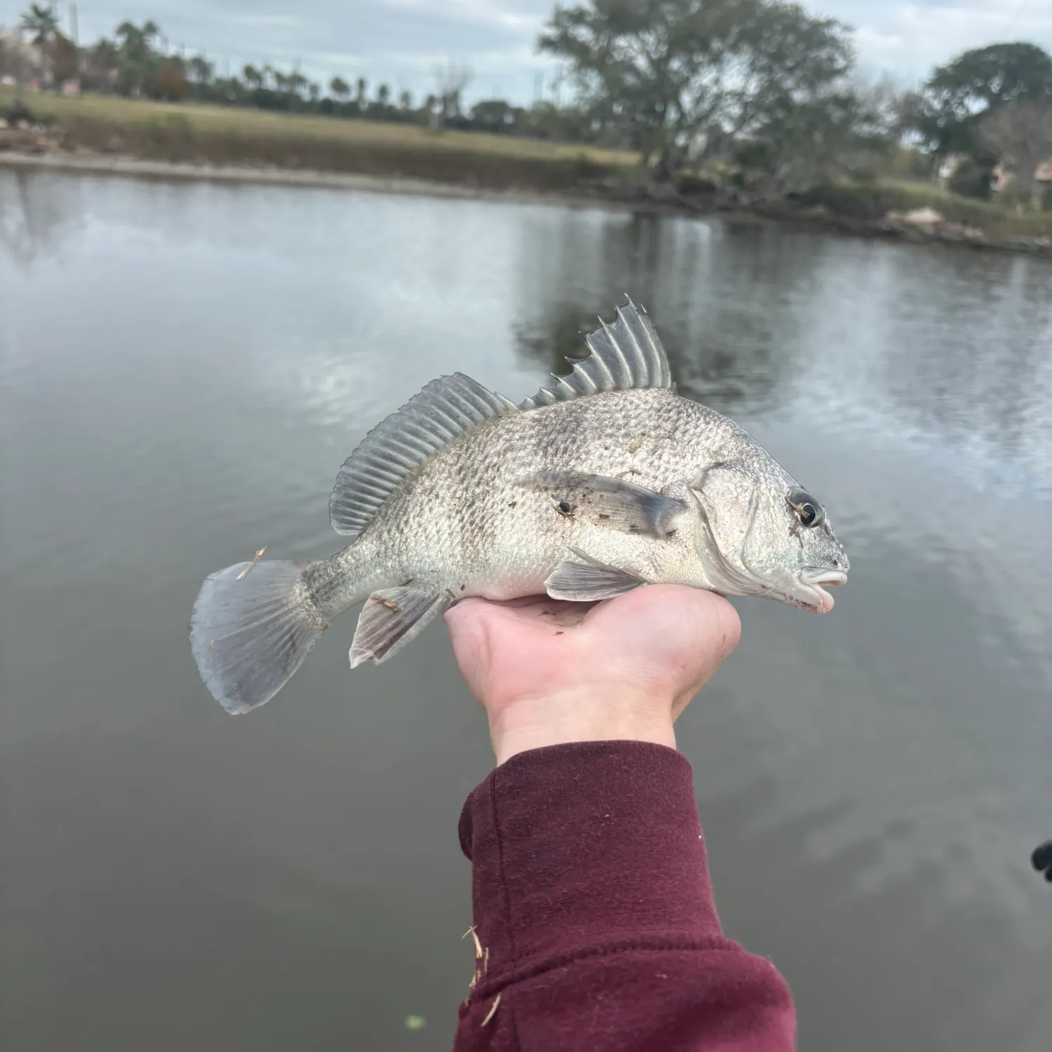 The most recent Black drum catches on Fishbrain