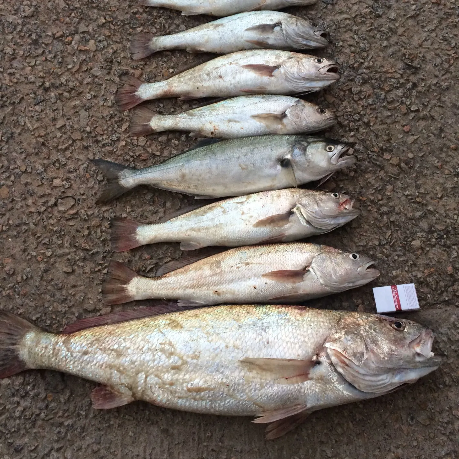 recently logged catches