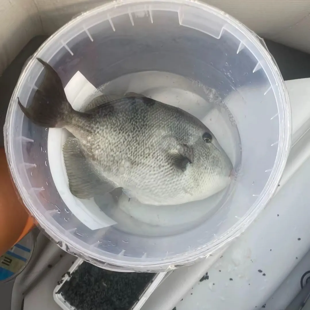 Grey triggerfish caught on Fishbrain