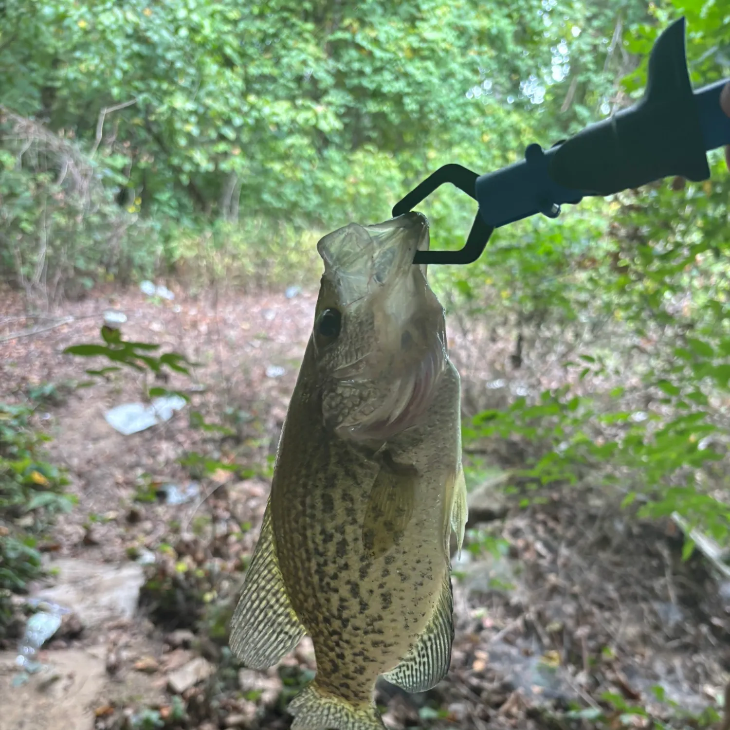 Black crappie caught on Fishbrain