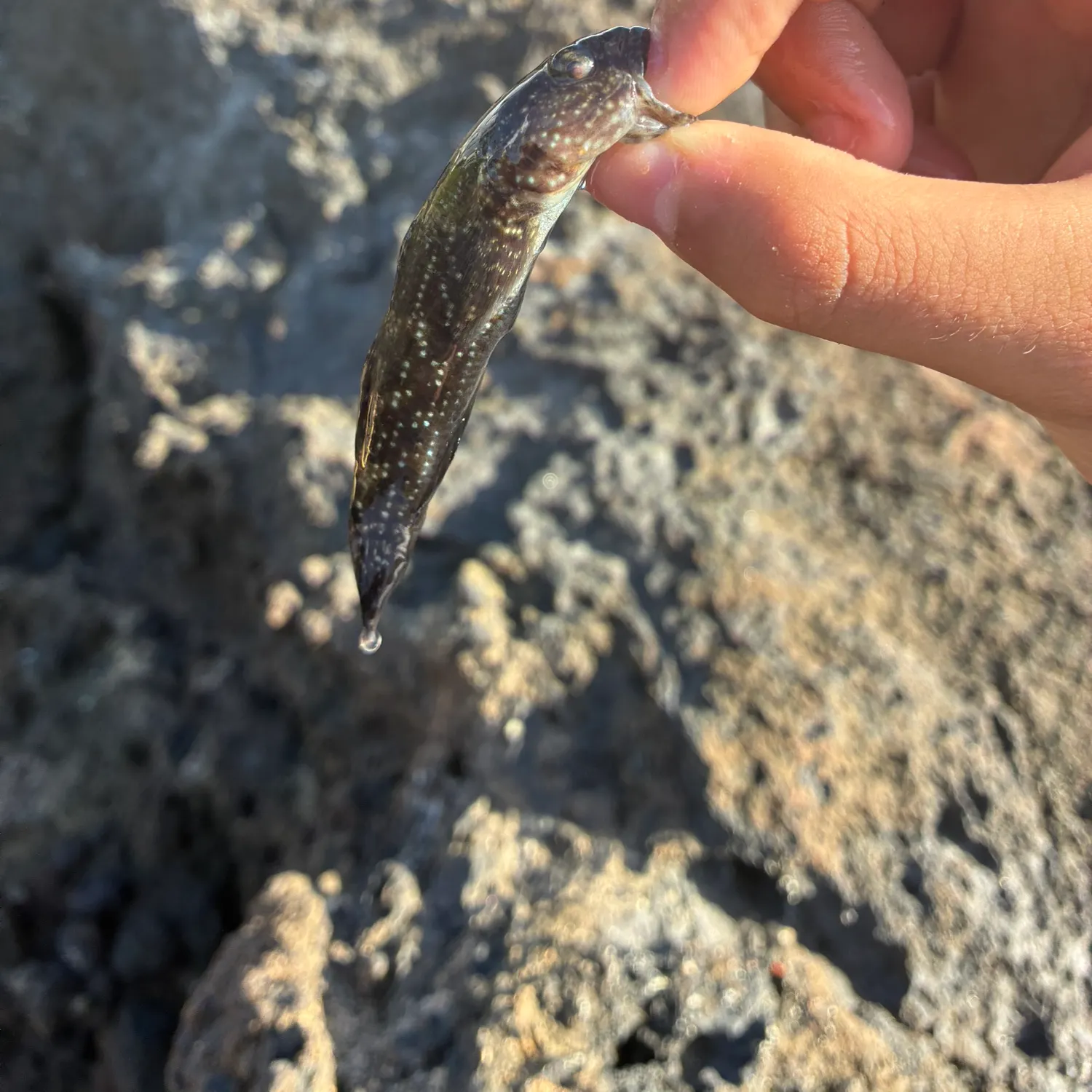 The most recent Common logperch catches on Fishbrain