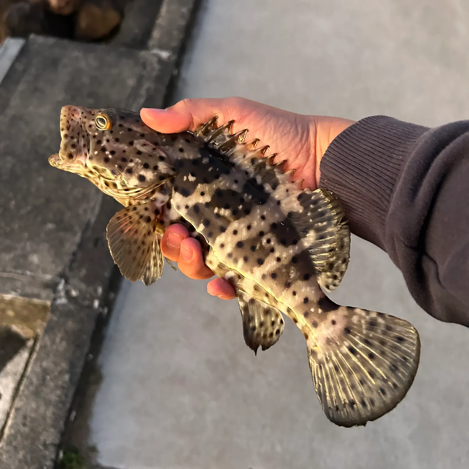 The most recent Orange-spotted grouper catches on Fishbrain
