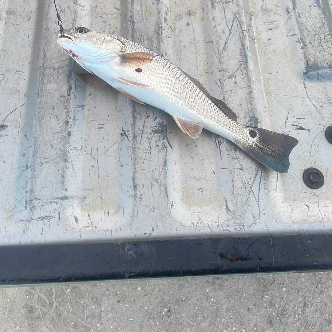 Red drum caught on Fishbrain