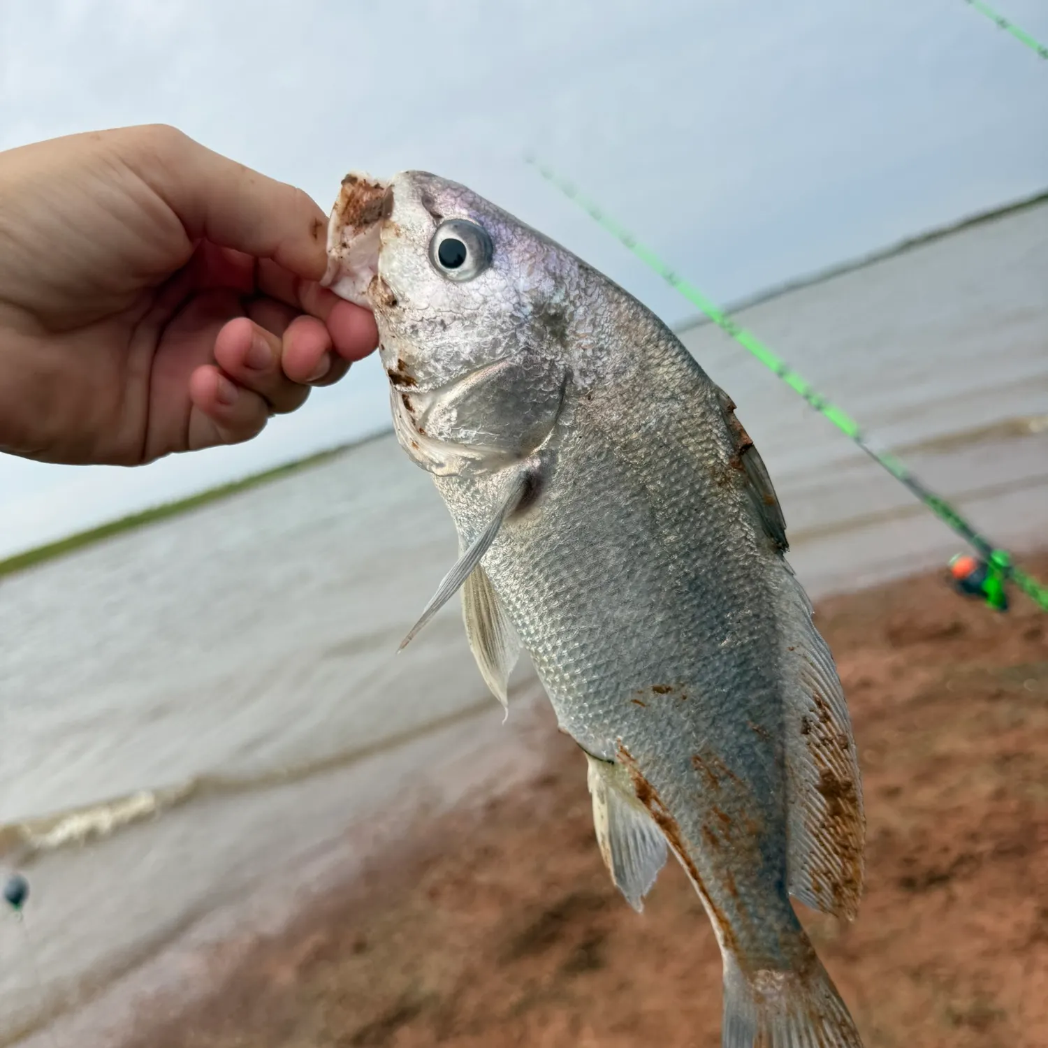 Freshwater drum caught on Fishbrain