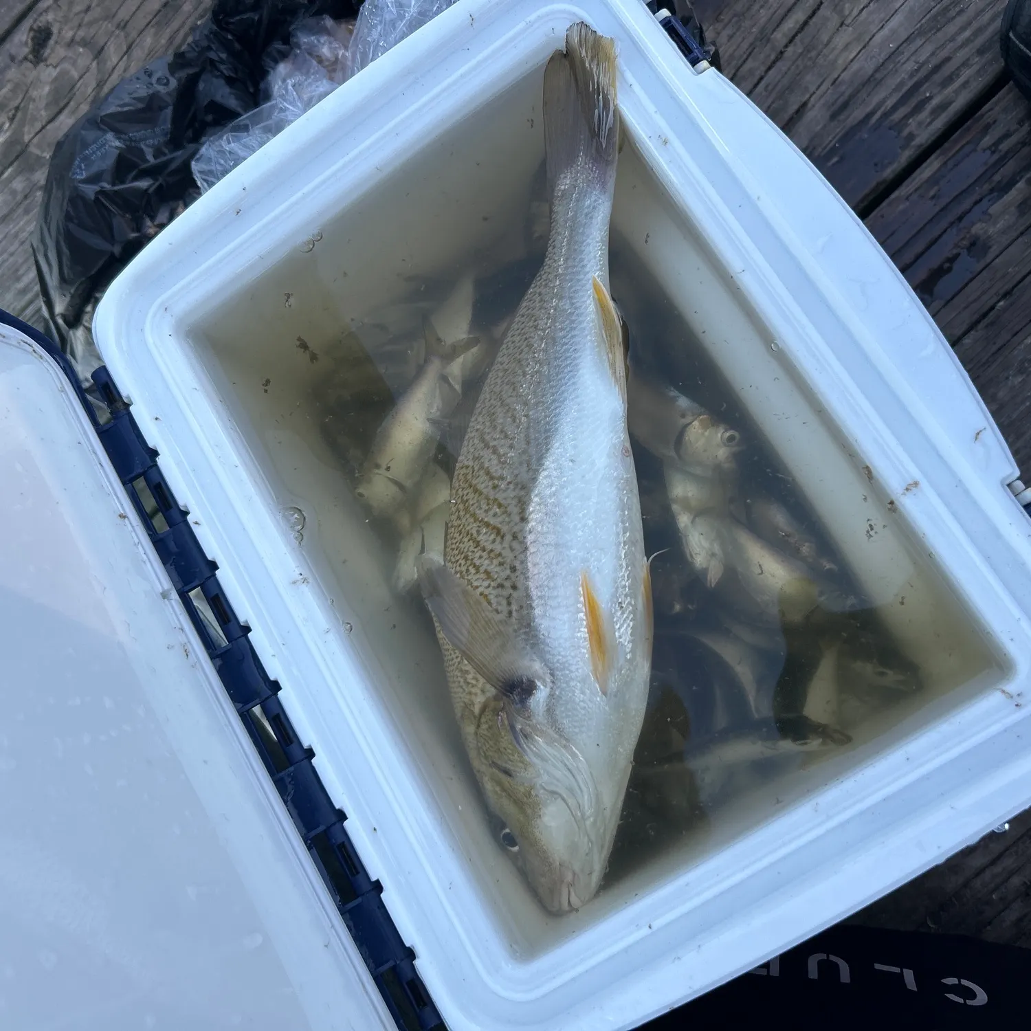 Atlantic croaker caught on Fishbrain