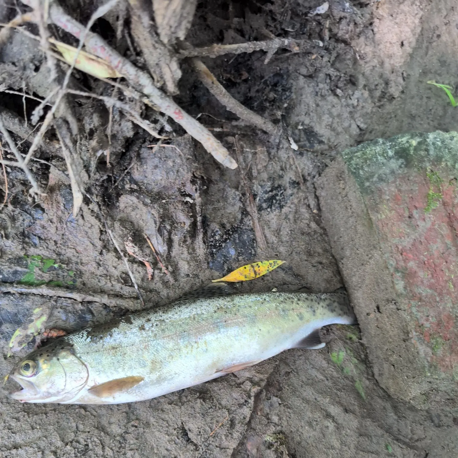 Fish caught on Fishbrain