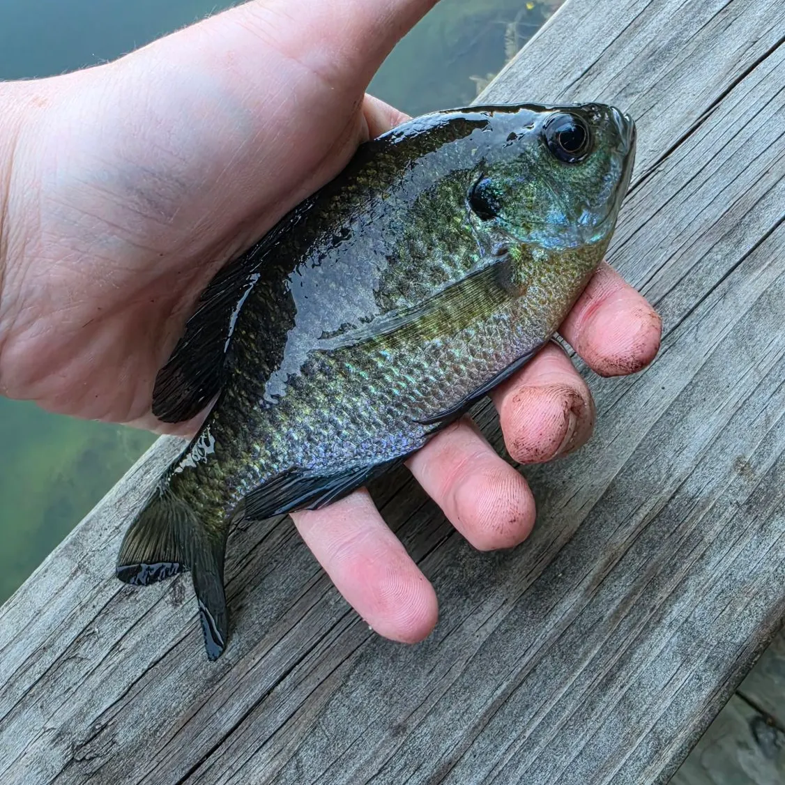Greengill hybrid caught on Fishbrain
