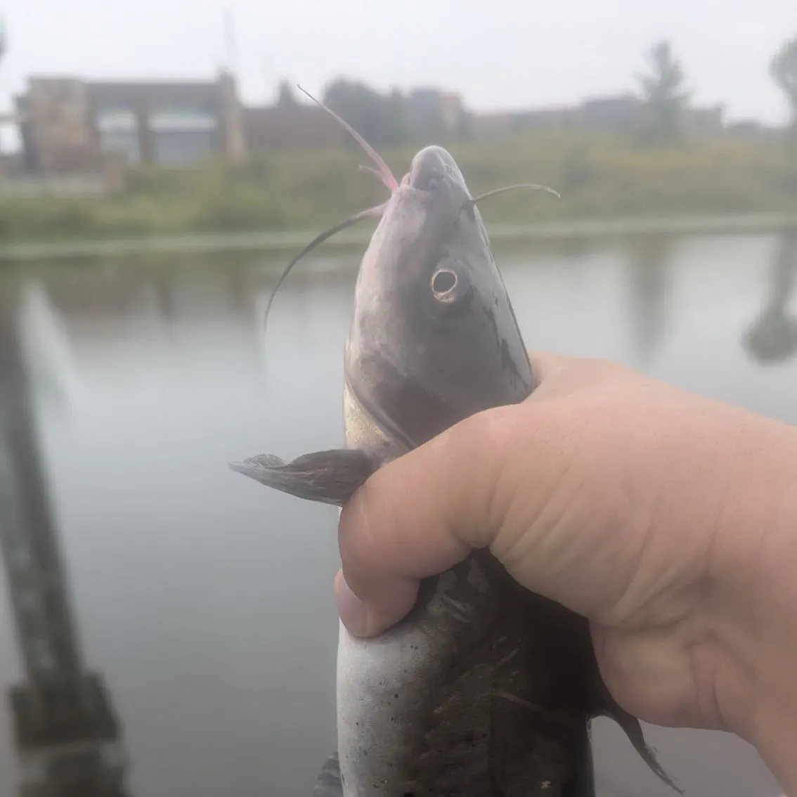 Channel catfish caught on Fishbrain