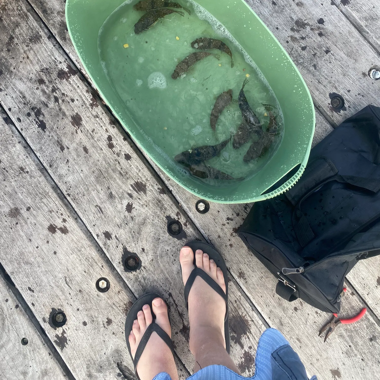 recently logged catches