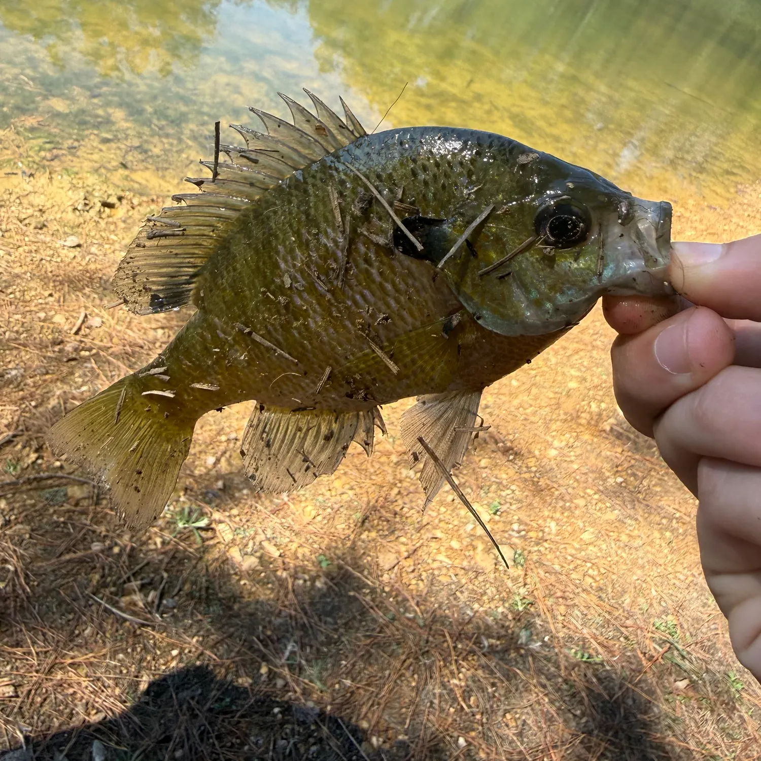 Bluegill caught on Fishbrain