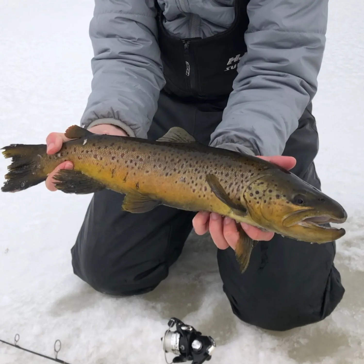 Brown trout caught on Fishbrain