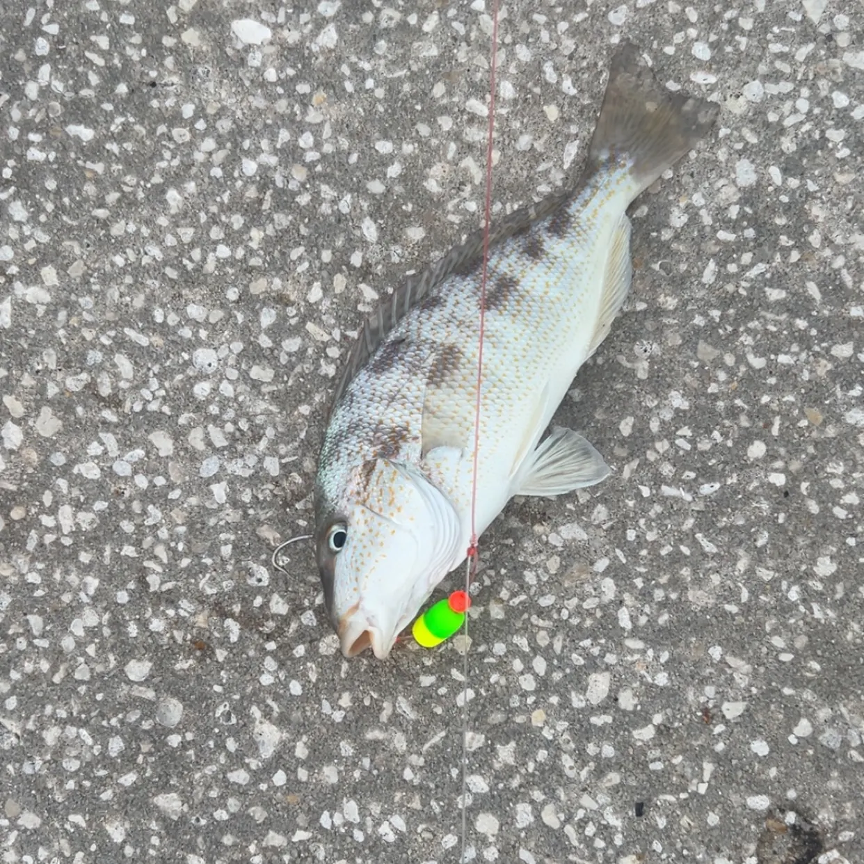 The most recent Sand perch catches on Fishbrain