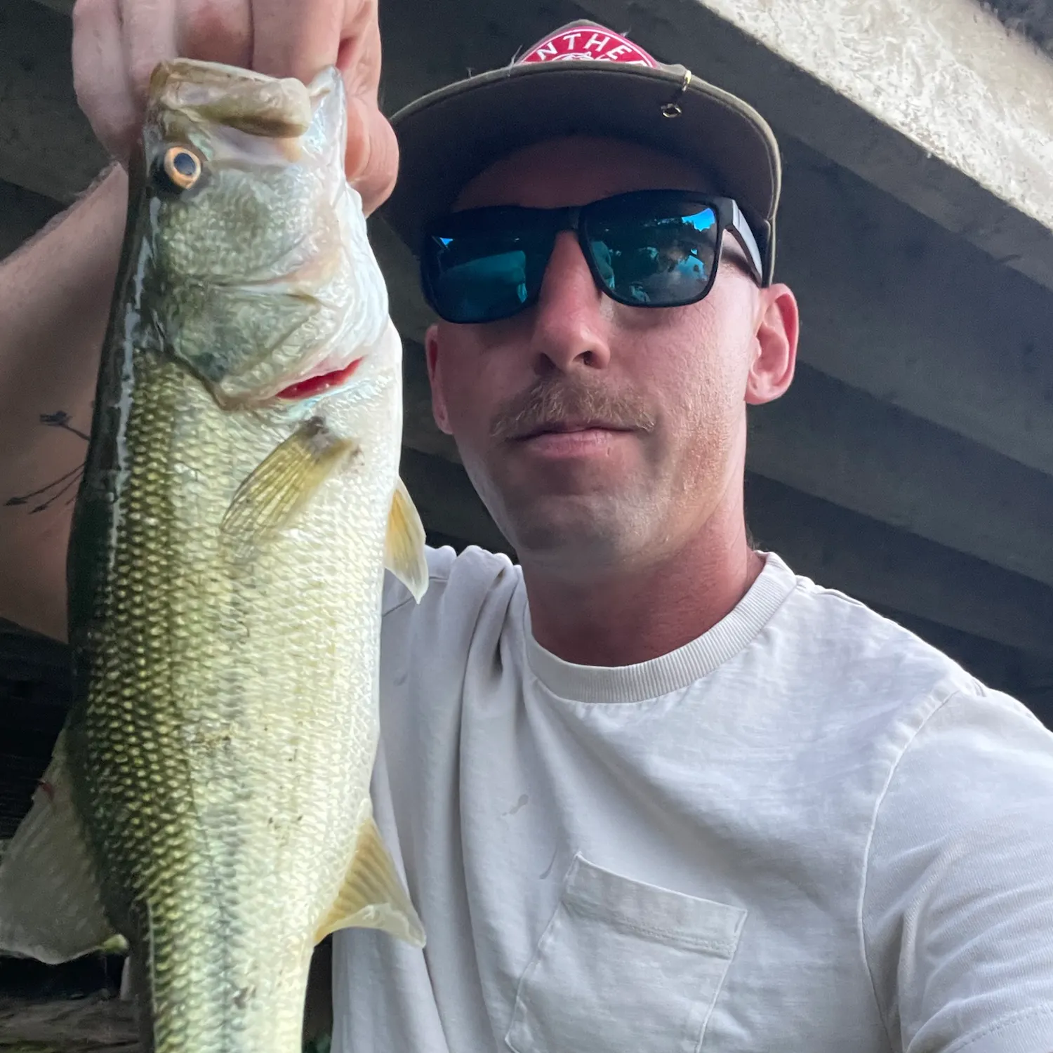 Largemouth bass caught on Fishbrain