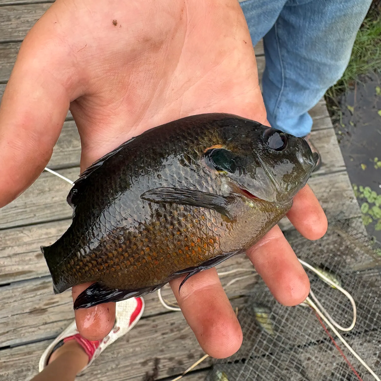 The most recent Redspotted sunfish catches on Fishbrain