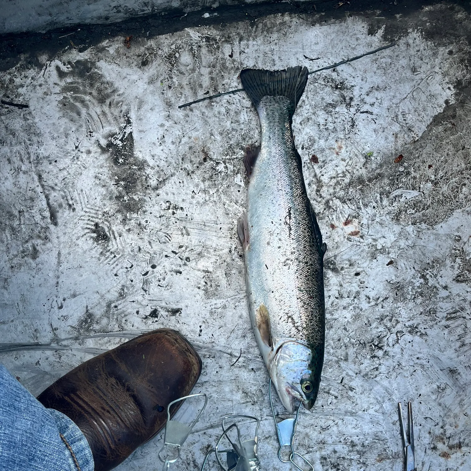 Rainbow trout caught on Fishbrain