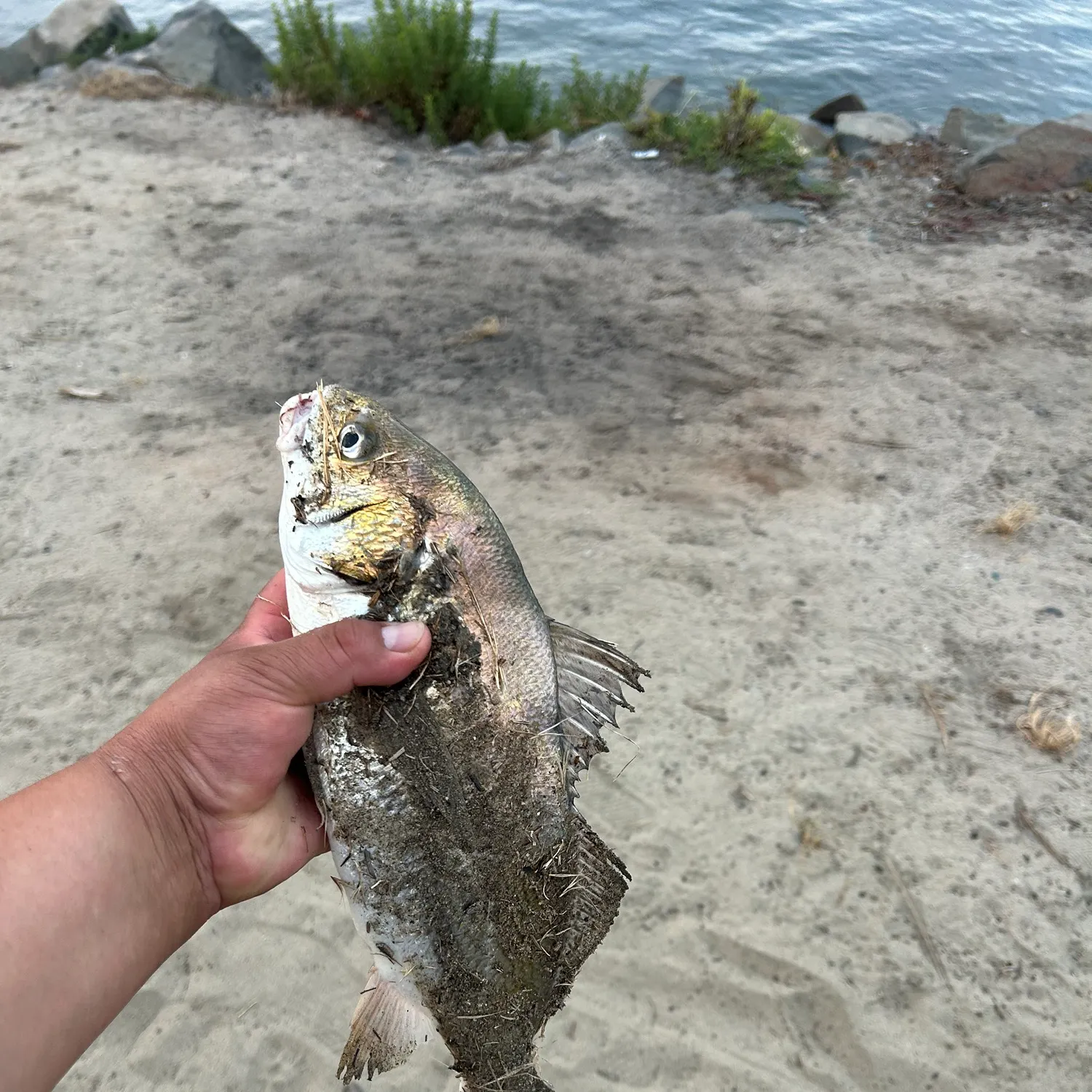 The most recent Spotfin croaker catches on Fishbrain