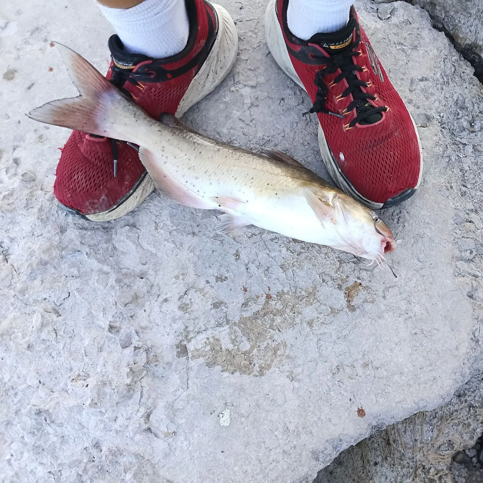 Channel catfish caught on Fishbrain