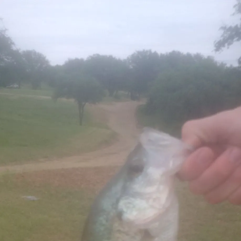 The most recent Grass pickerel catches on Fishbrain
