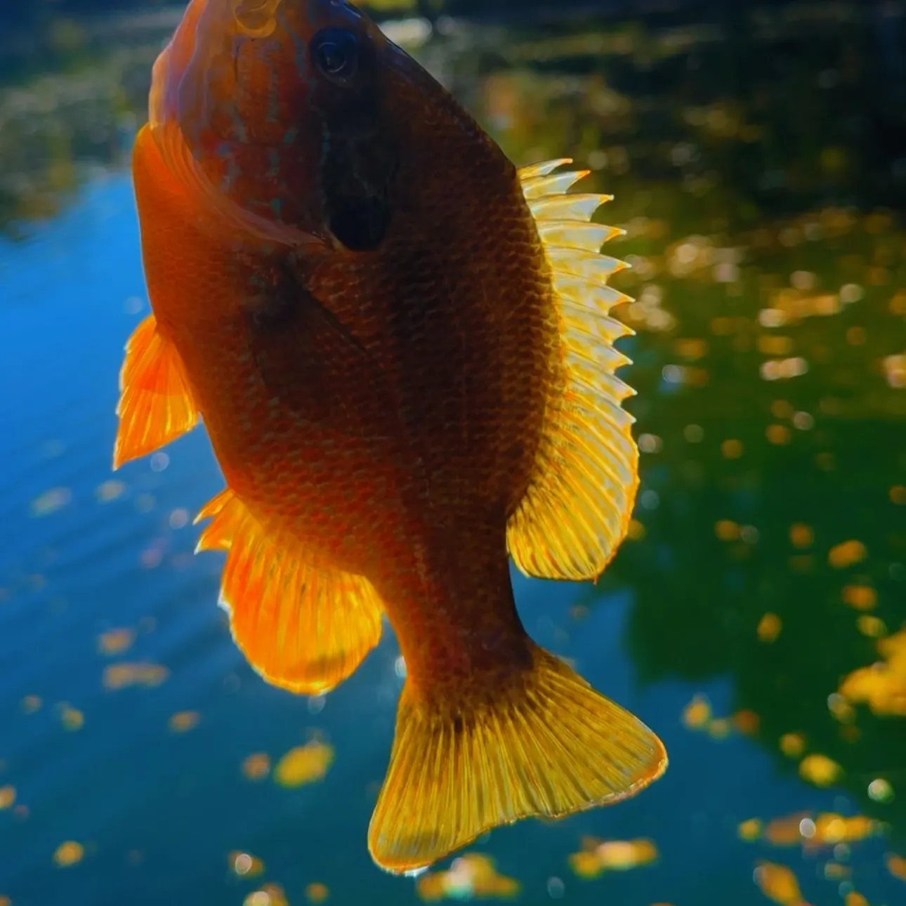 Redbreast sunfish caught on Fishbrain