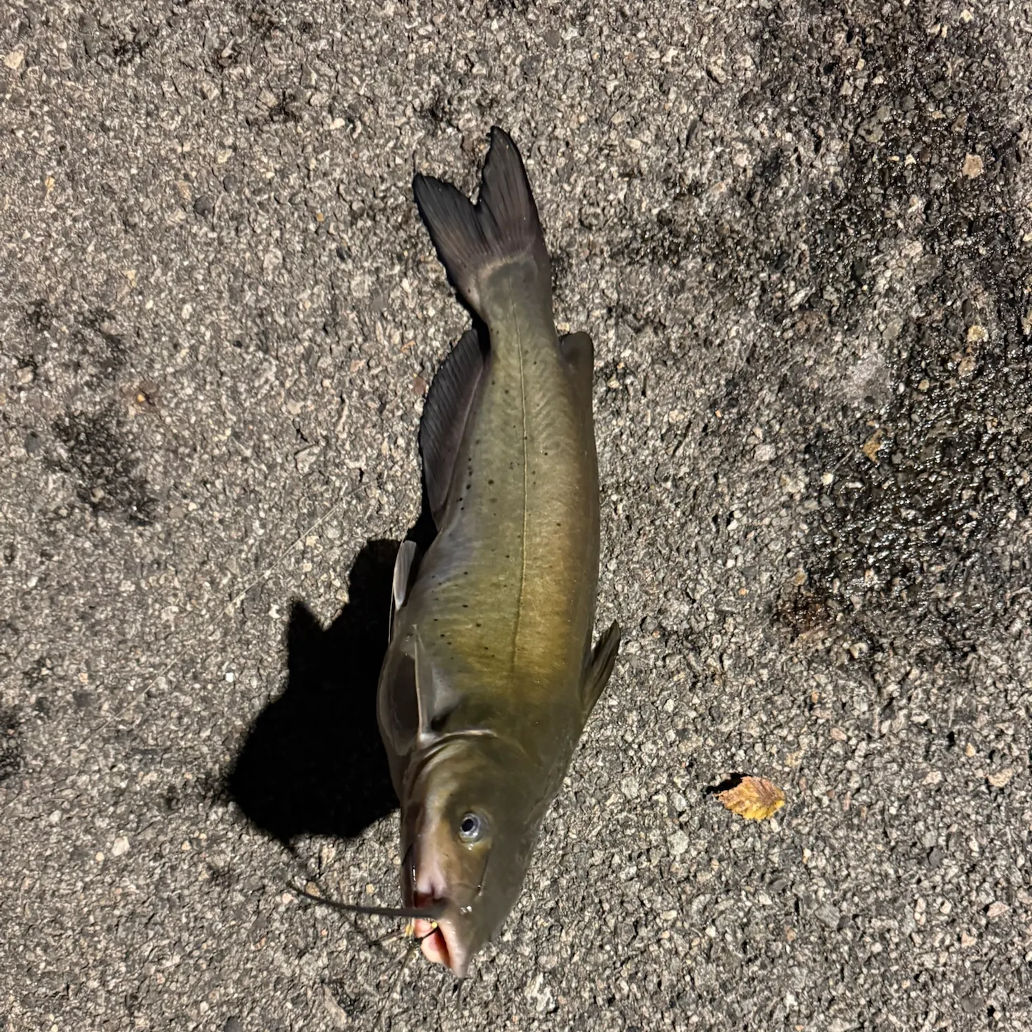 Channel catfish caught on Fishbrain