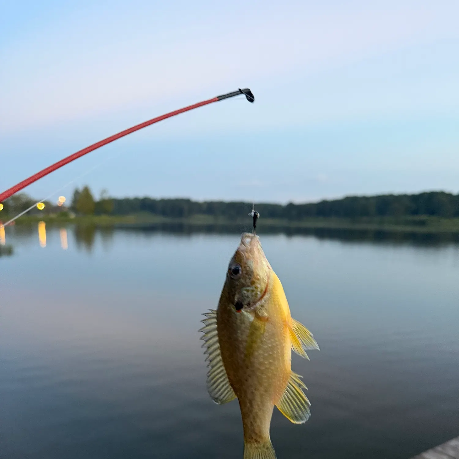 Redear sunfish caught on Fishbrain
