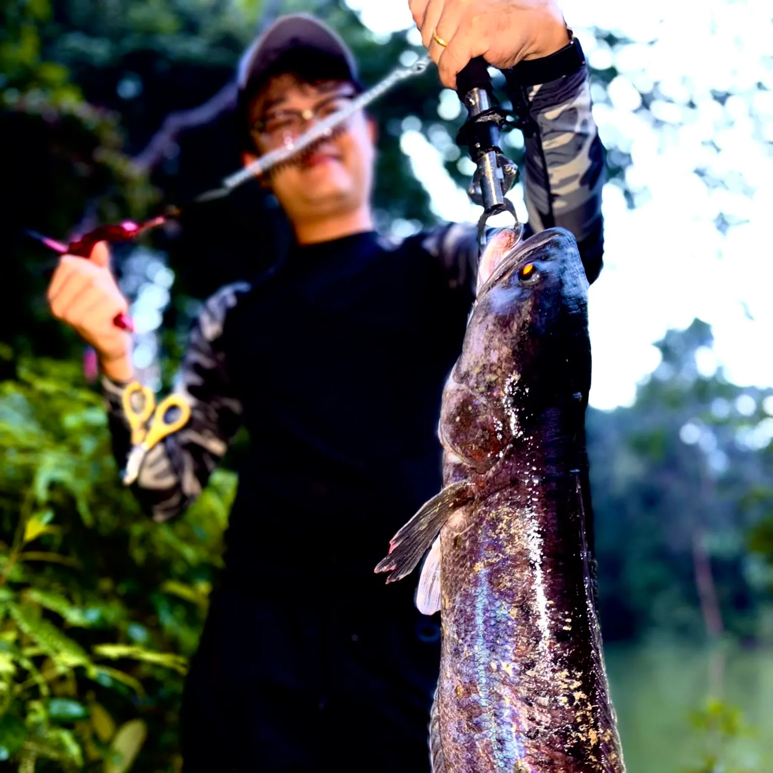 The most recent Indonesian snakehead catches on Fishbrain