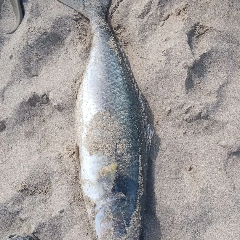 The most recent Western Australian salmon catches on Fishbrain
