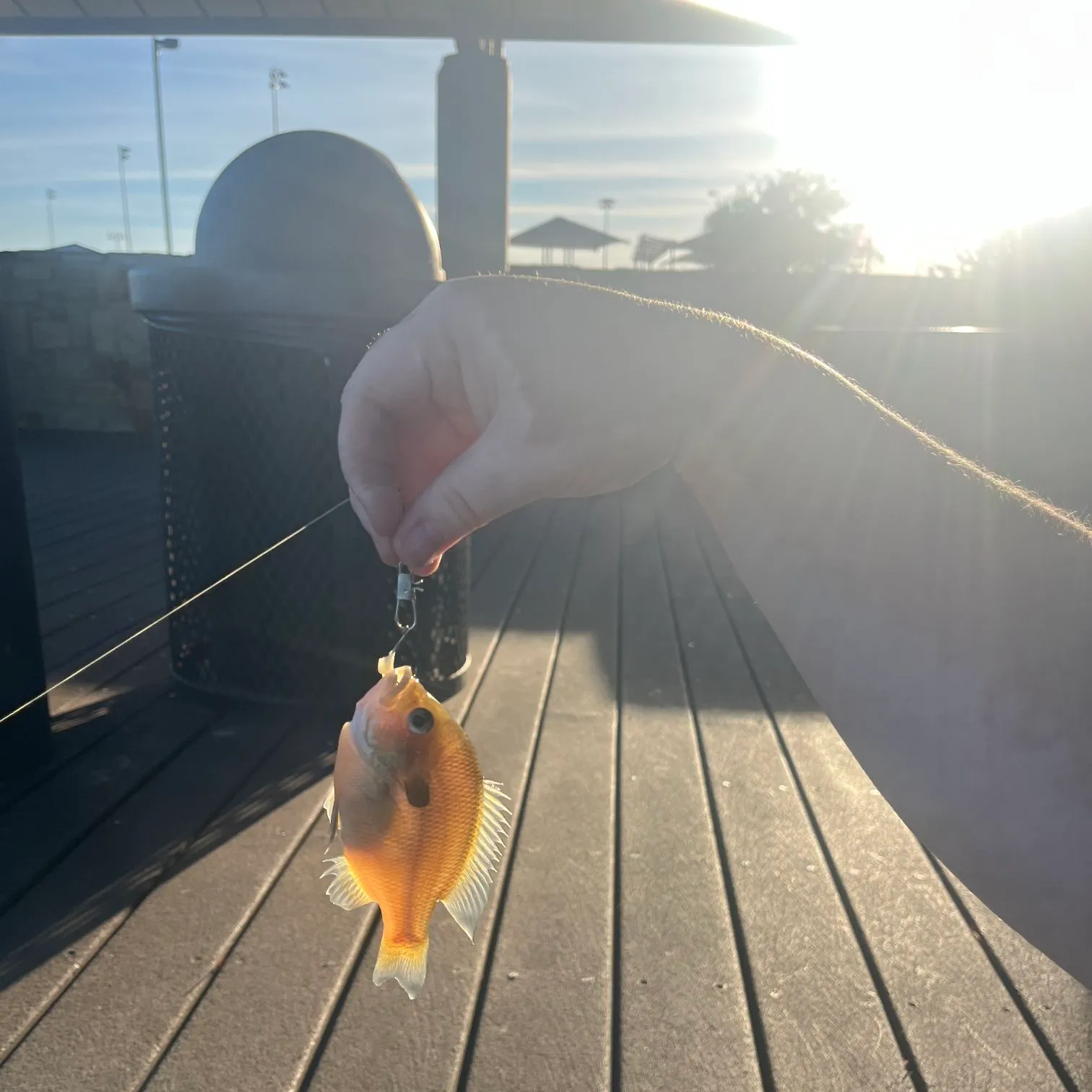 The most recent Redbreast sunfish catches on Fishbrain