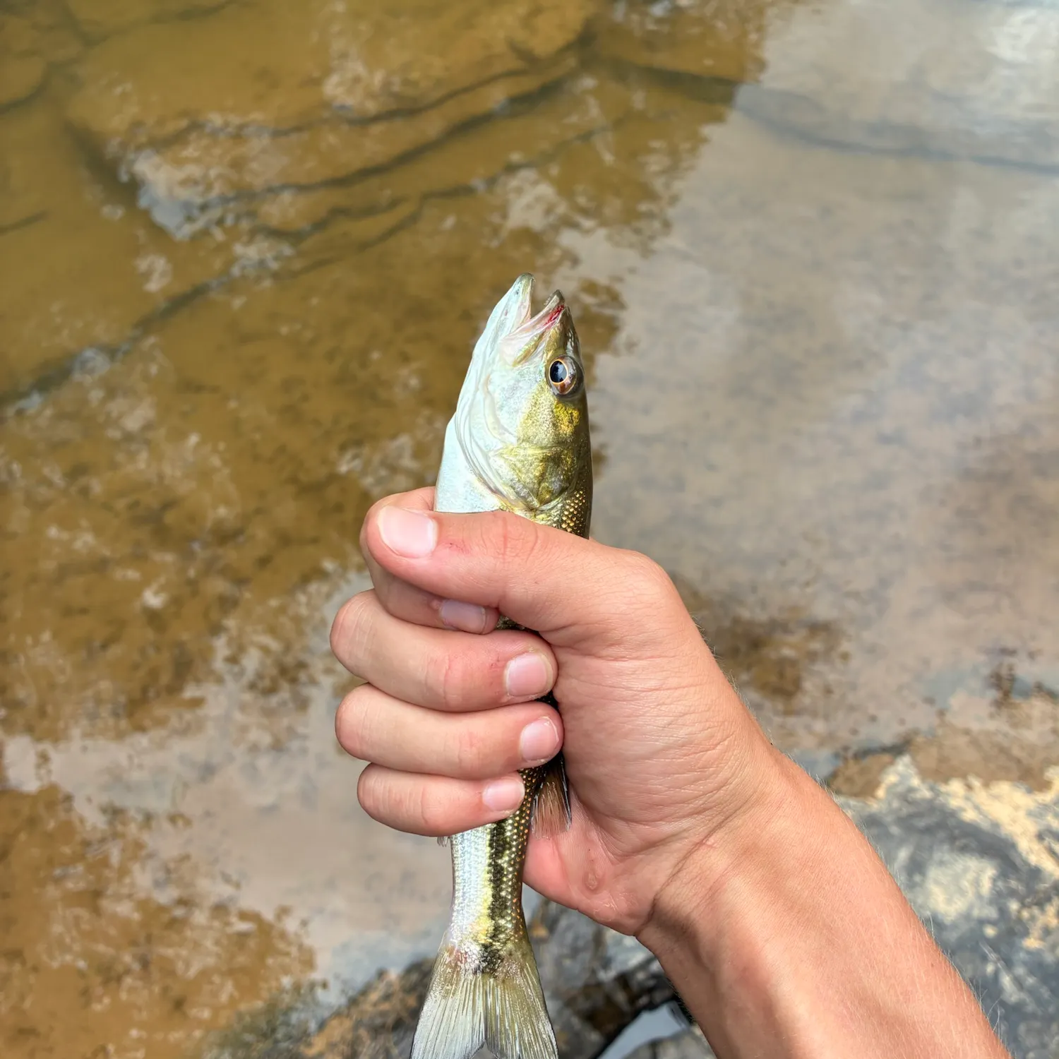 Spotted bass caught on Fishbrain
