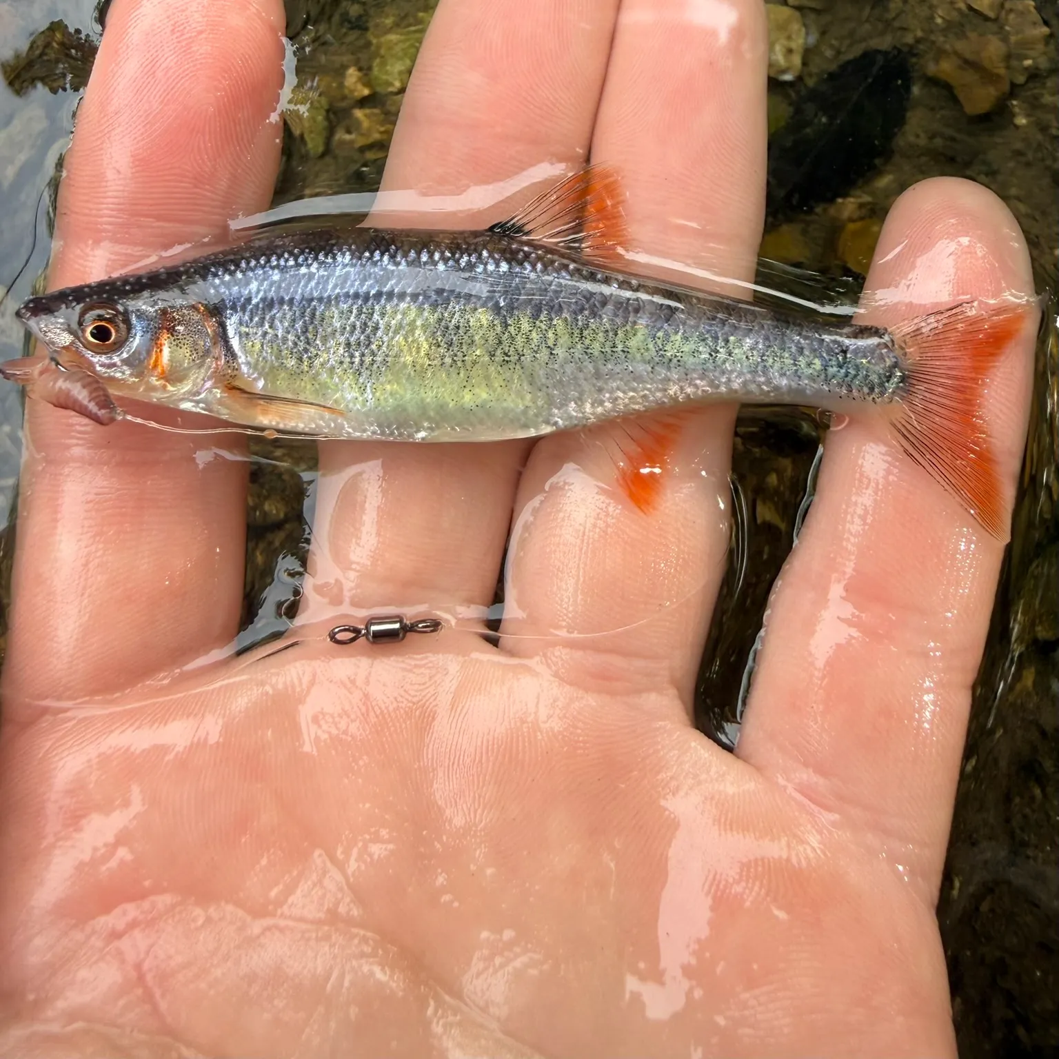 The most recent Scarlet shiner catches on Fishbrain