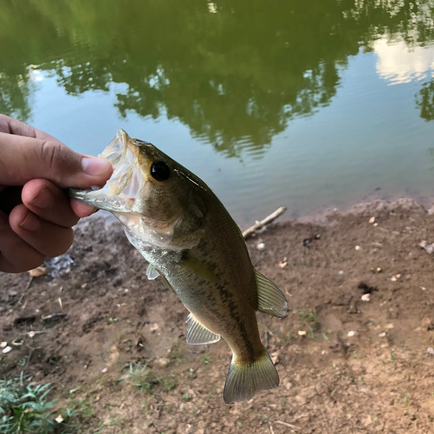 angler catch