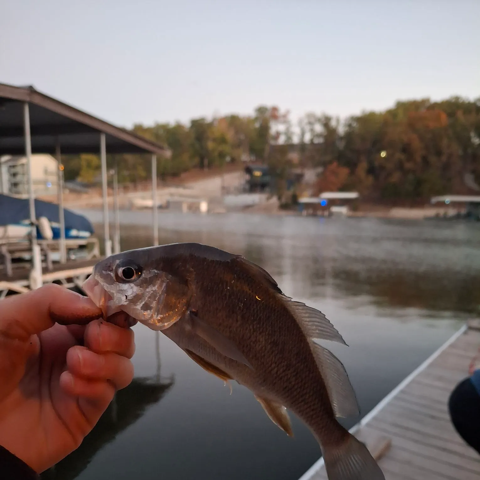 Freshwater drum caught on Fishbrain