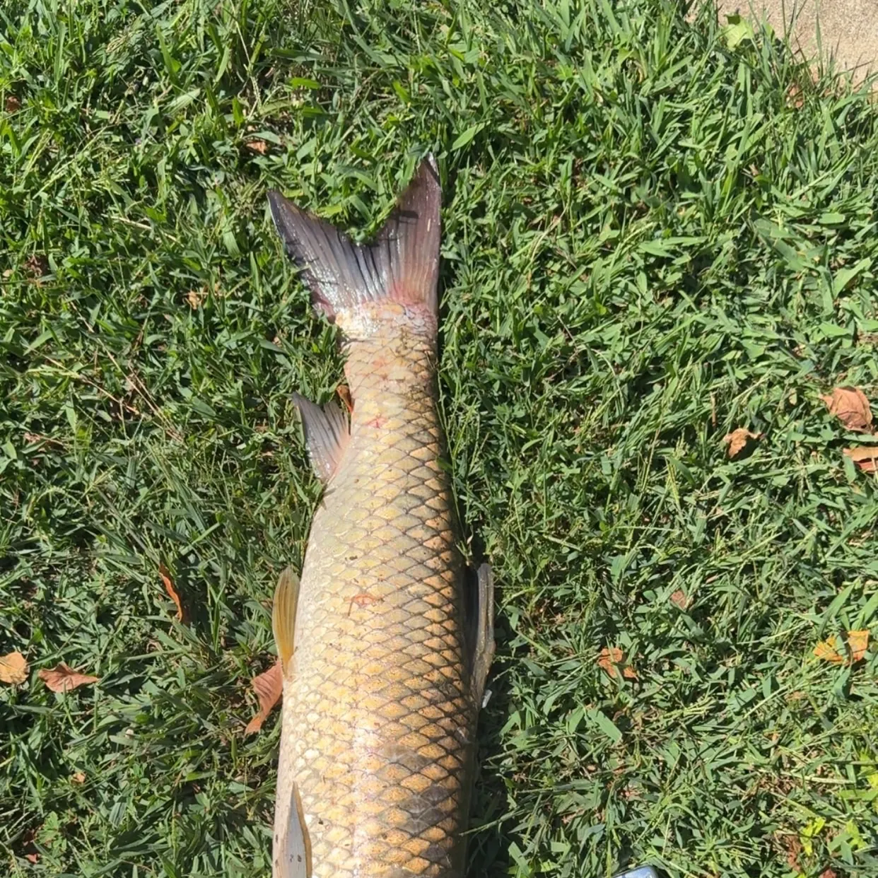Grass carp caught on Fishbrain